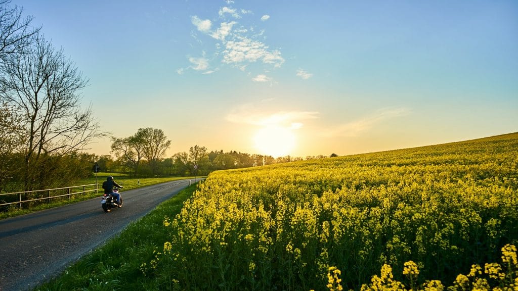 A motorcyclist riding a quiet country road past a field of yellow rapeseed at sunset