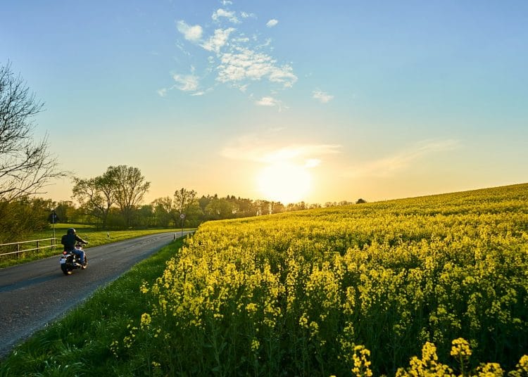 A motorcyclist riding a quiet country road past a field of yellow rapeseed at sunset